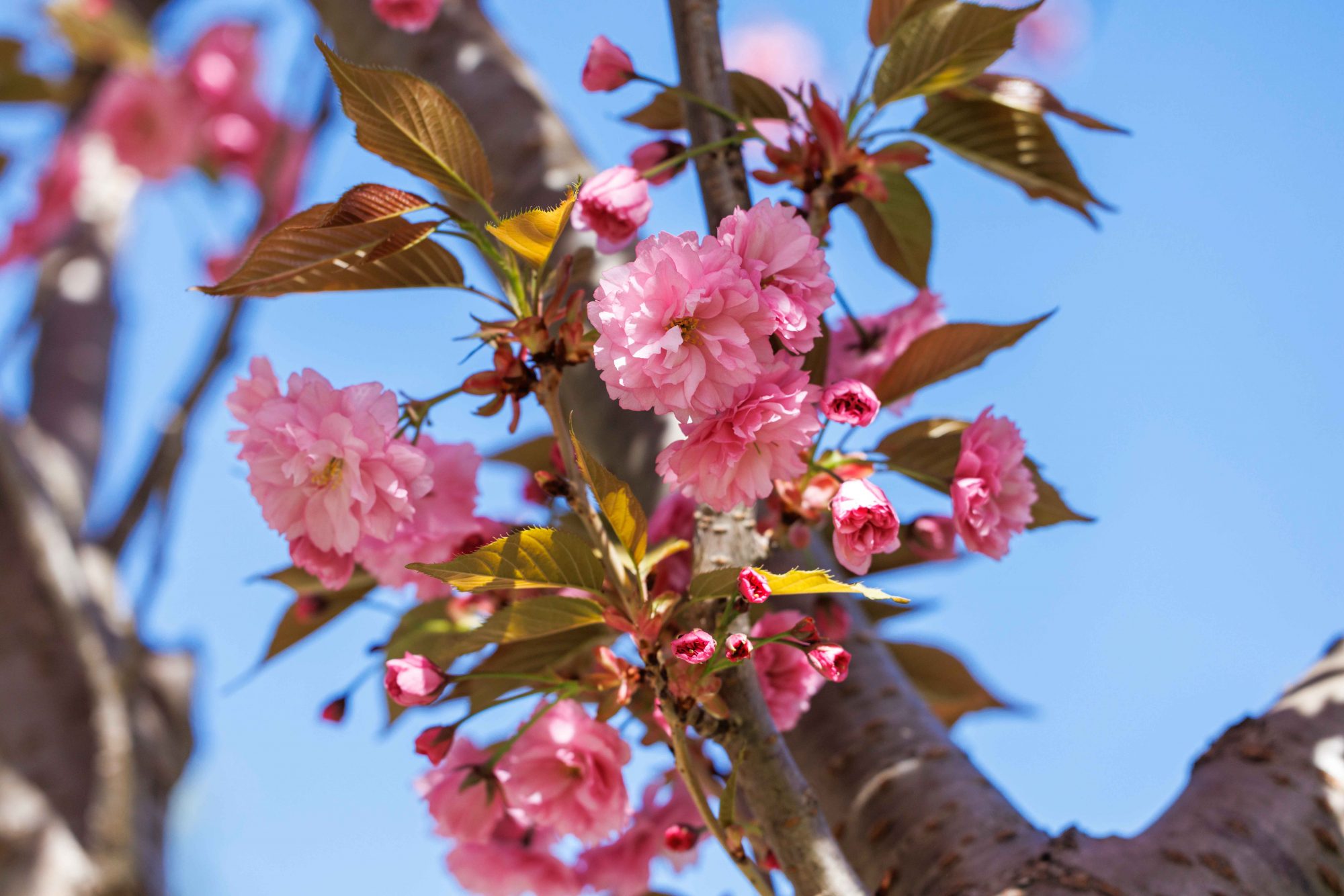 Here's where you can see the different blooming flowers in Mississauga, blooming flowers