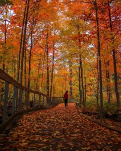 Picture of a man walking through a trail in Mississauga. Sawmill Valley Creek Trail during fall. Photo Credits - @travelmowgly on Instagram