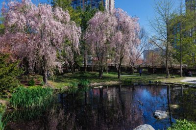 MISSISSAUGA, ON - MAY 13: The cherry blossoms peak on May 13th 2022 at Kariya Park in Mississauga, Canada. (Photo by Adam Pulicicchio)
